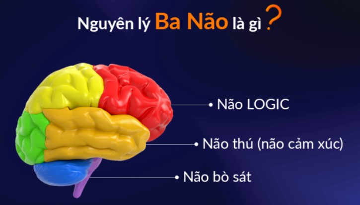 Lý thuyết 3 não.